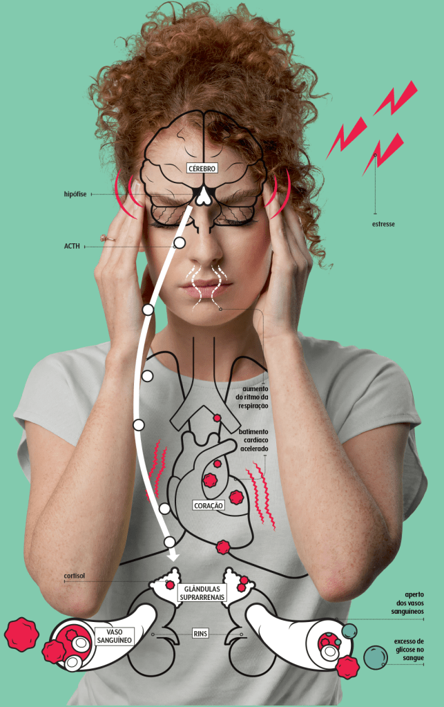 cortisol-como-atua