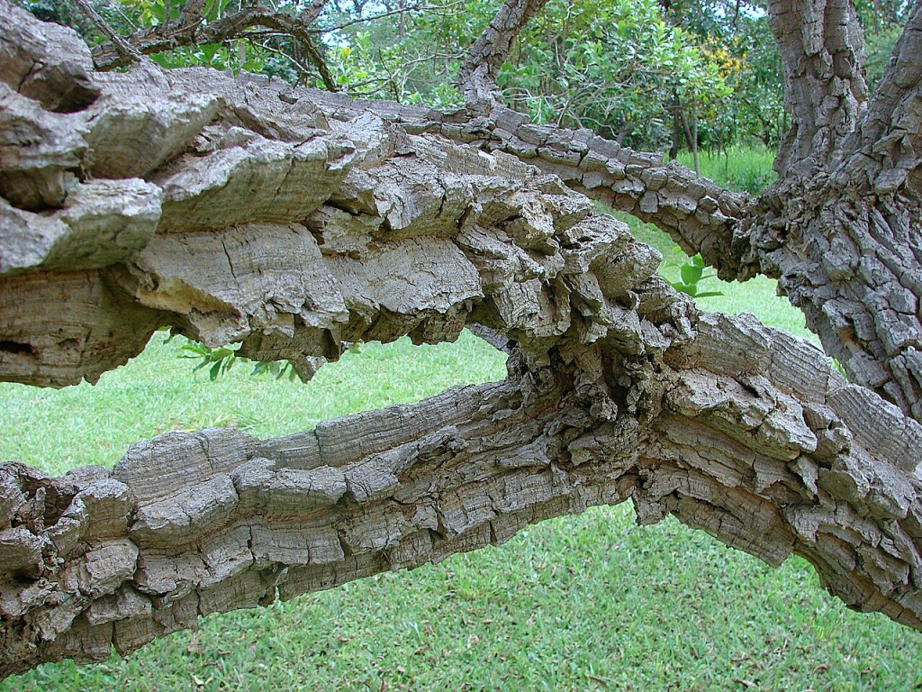 Barbatimão: planta é famosa por tratar queimaduras. Será mesmo?