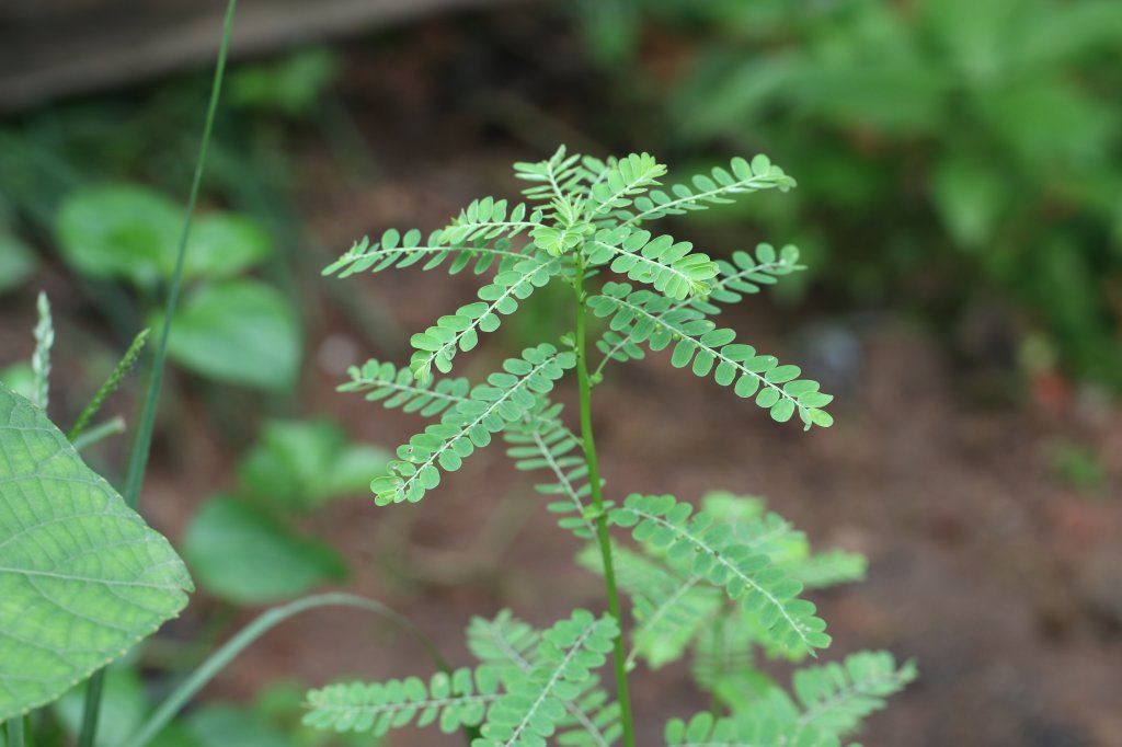 Chá de quebra-pedra funciona? Quais os benefícios?