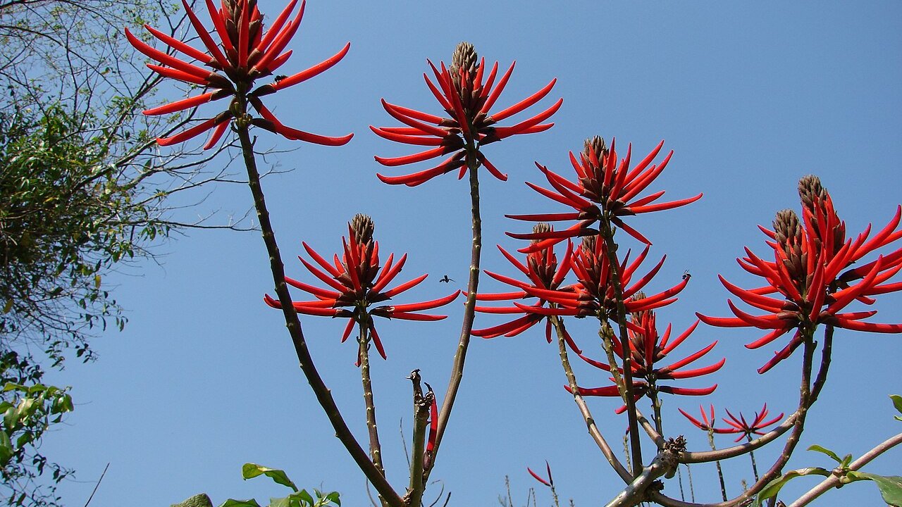 eryhtrina-mulungu-cha
