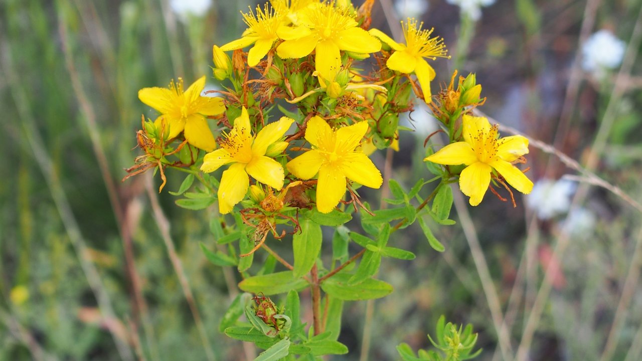 saude-erva-de-sao-joao-hypericum-perforatum-antidepressivo