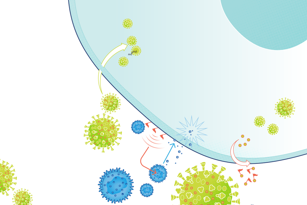 Pesquisa descobre como o coronavírus escapa das células de defesa