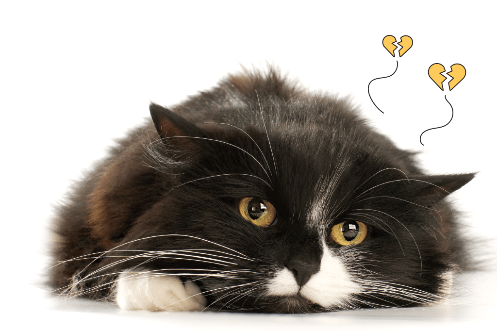 Gatos ficam de luto por outros animais da casa