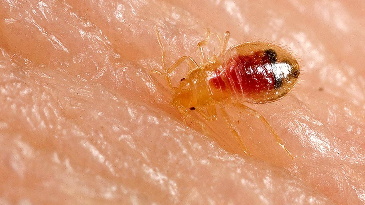 bed-bug-percevejo-cimex-lectularius
