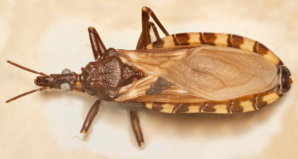 triatoma-infestans-inseto-barbeiro triatoma-infestans-inseto-barbeiro