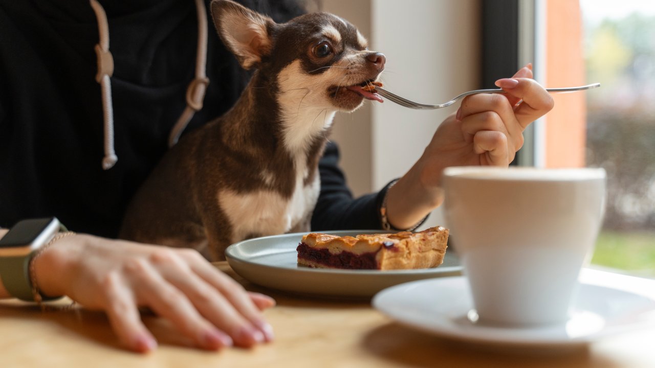 alimentos-proibidos-cachorros