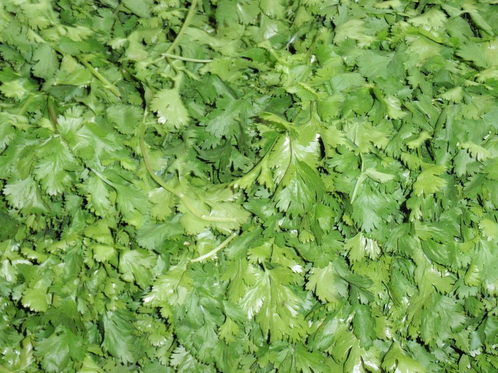 Coentro: mais que um tempero, uma erva cheia de benefícios