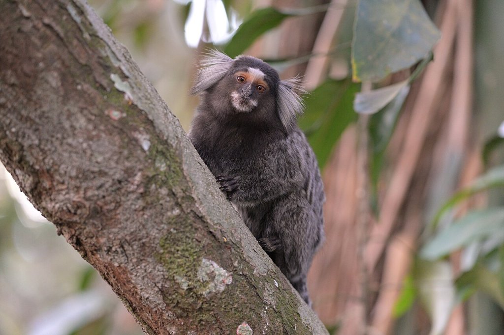 Raiva humana: morre mulher que foi mordida por sagui em Pernambuco