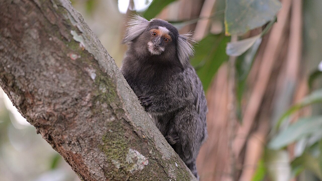 sagui-animal-raiva-humana