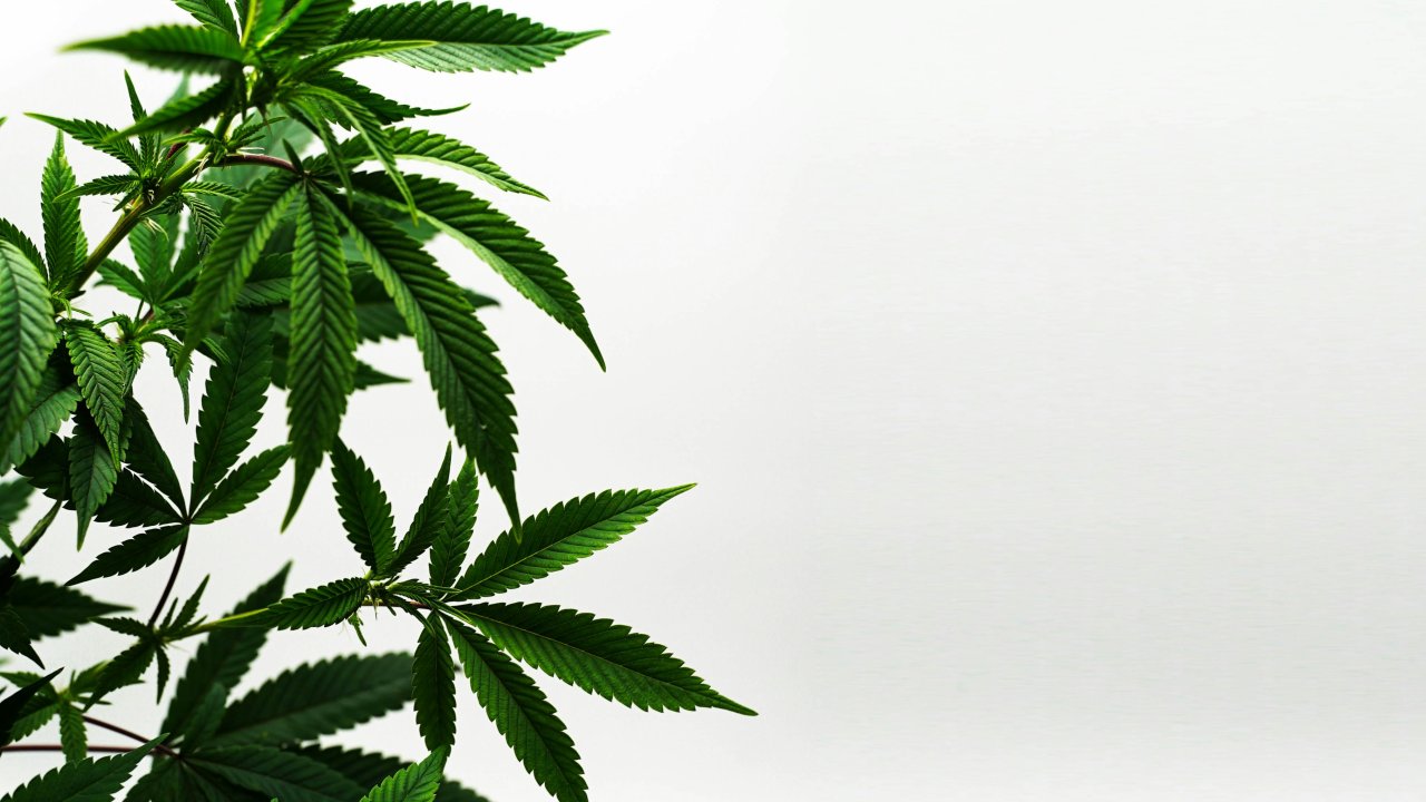 saude-medicina-drogas-maconha-cannabis