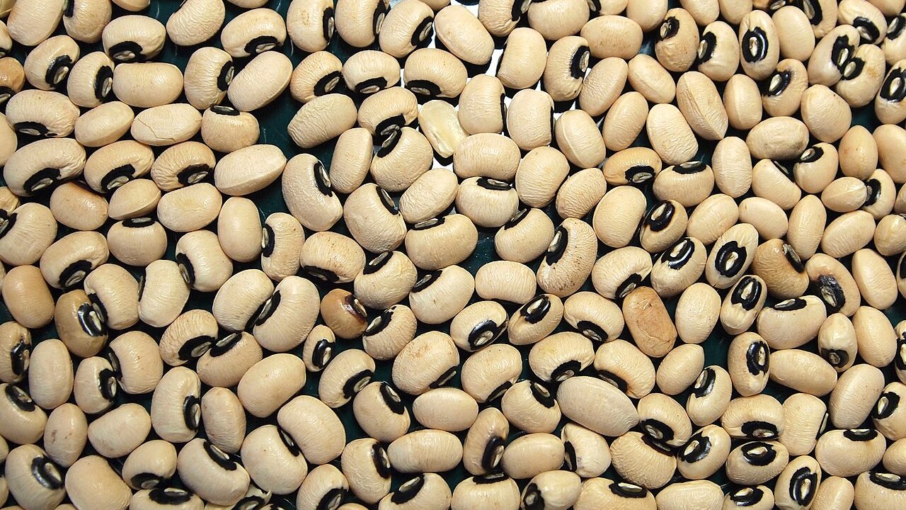 feijao-fradinho-feijao-de-corda