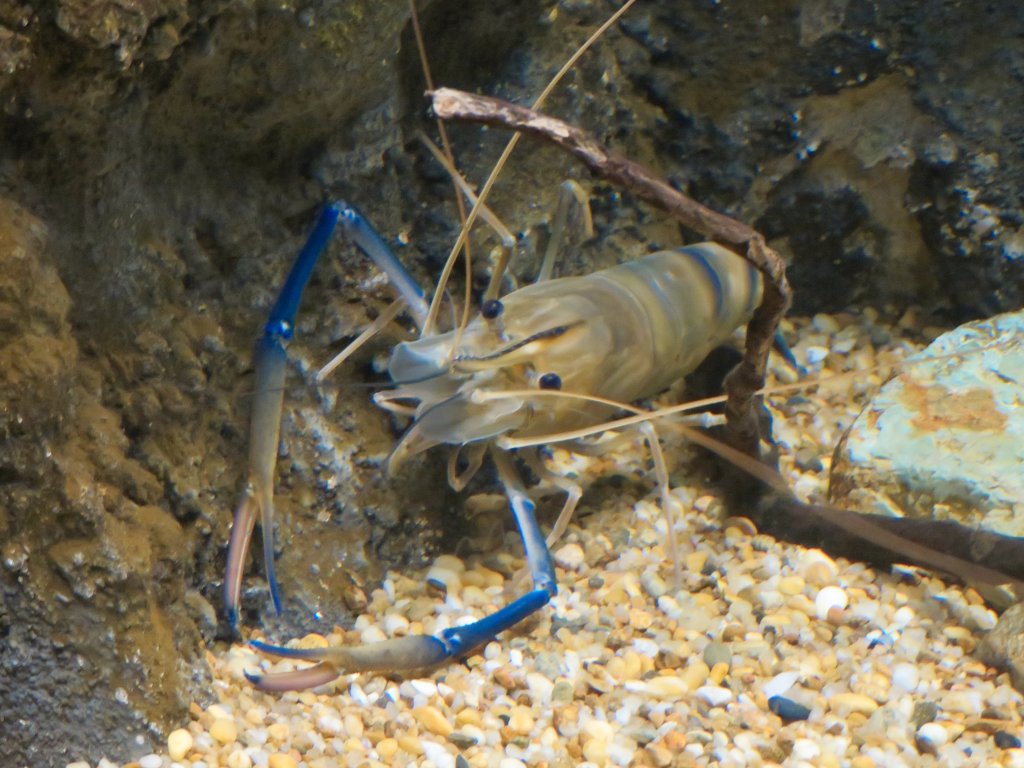 saude-ecossistiema-camarao-azul-gigante-macrobrachium-rosenbergii-2 saude-ecossistiema-camarao-azul-gigante-macrobrachium-rosenbergii-2