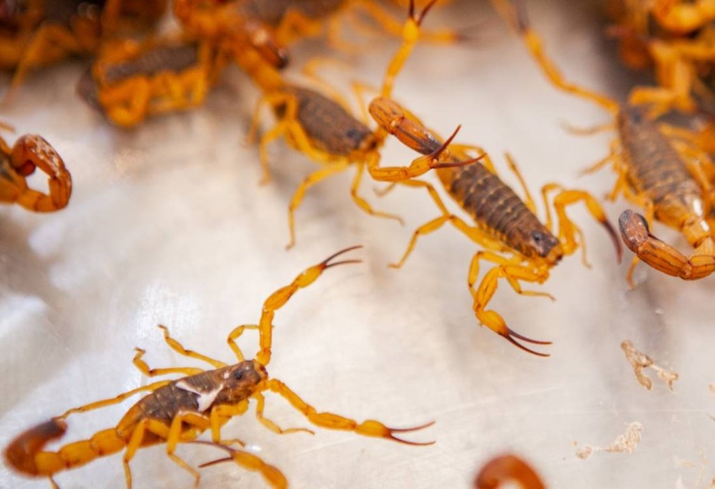 Saiba o que fazer em casos de picada de escorpião