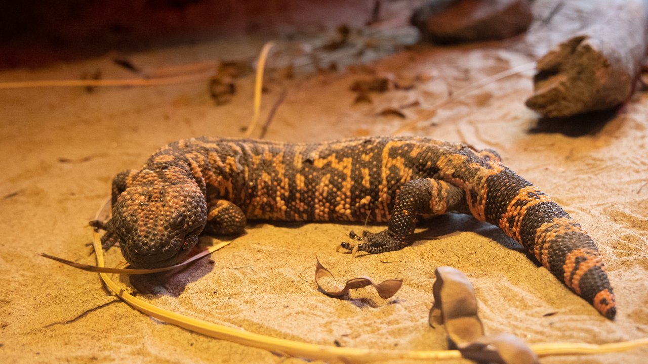 gila-monster