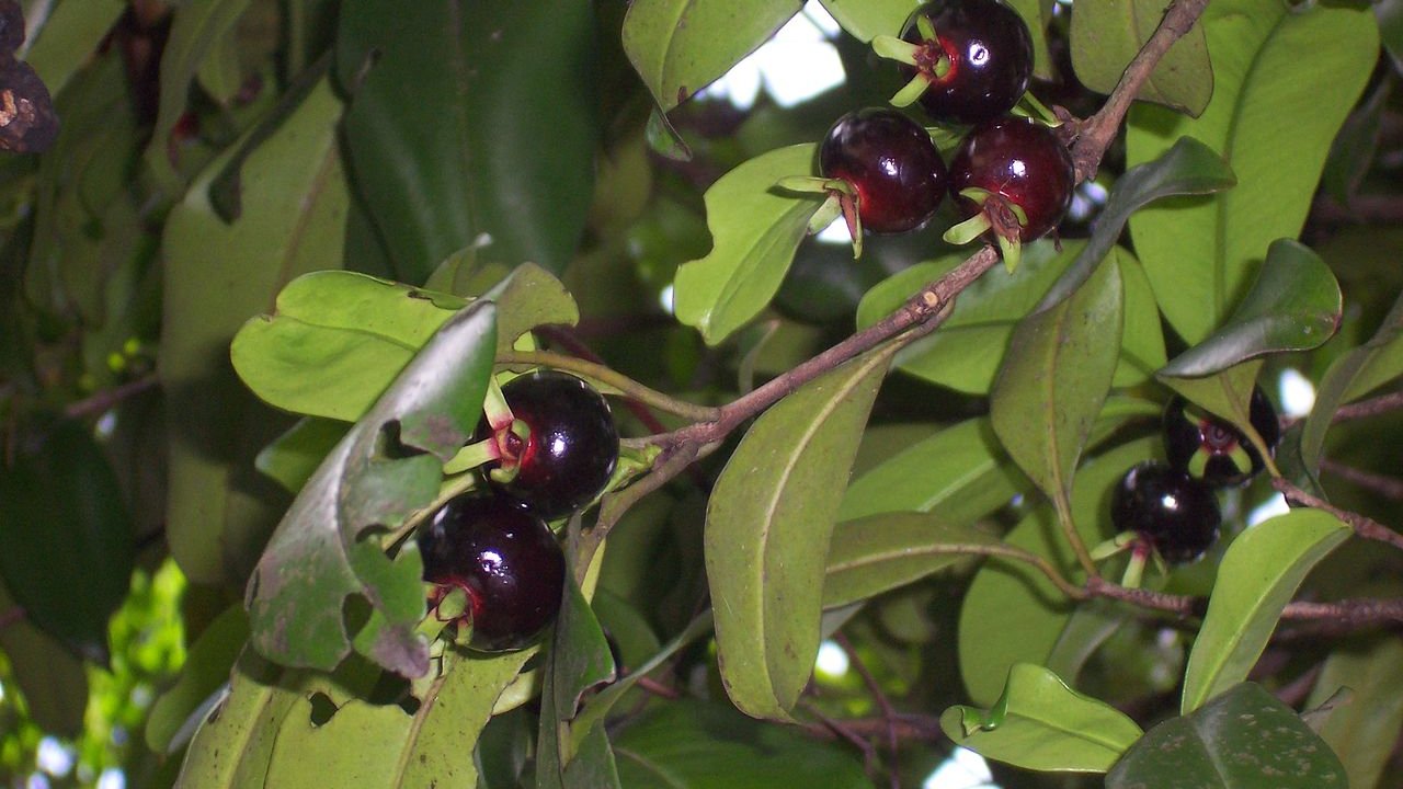 grumixama-eugenia-brasiliensis-fruta-nativa