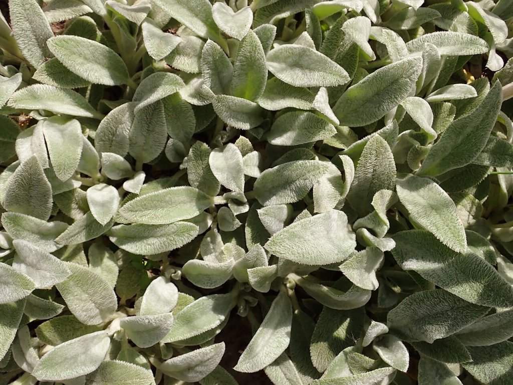 Planta com gosto de peixe? Conheça o peixinho-da-horta e se surpreenda