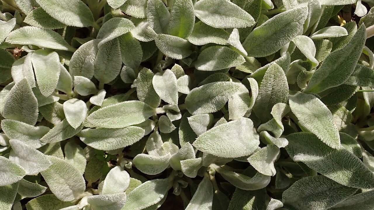 planta-peixinho-como-preparar-beneficios