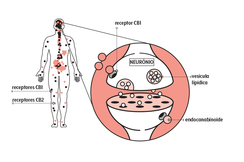 sistema-canabinoide sistema-canabinoide