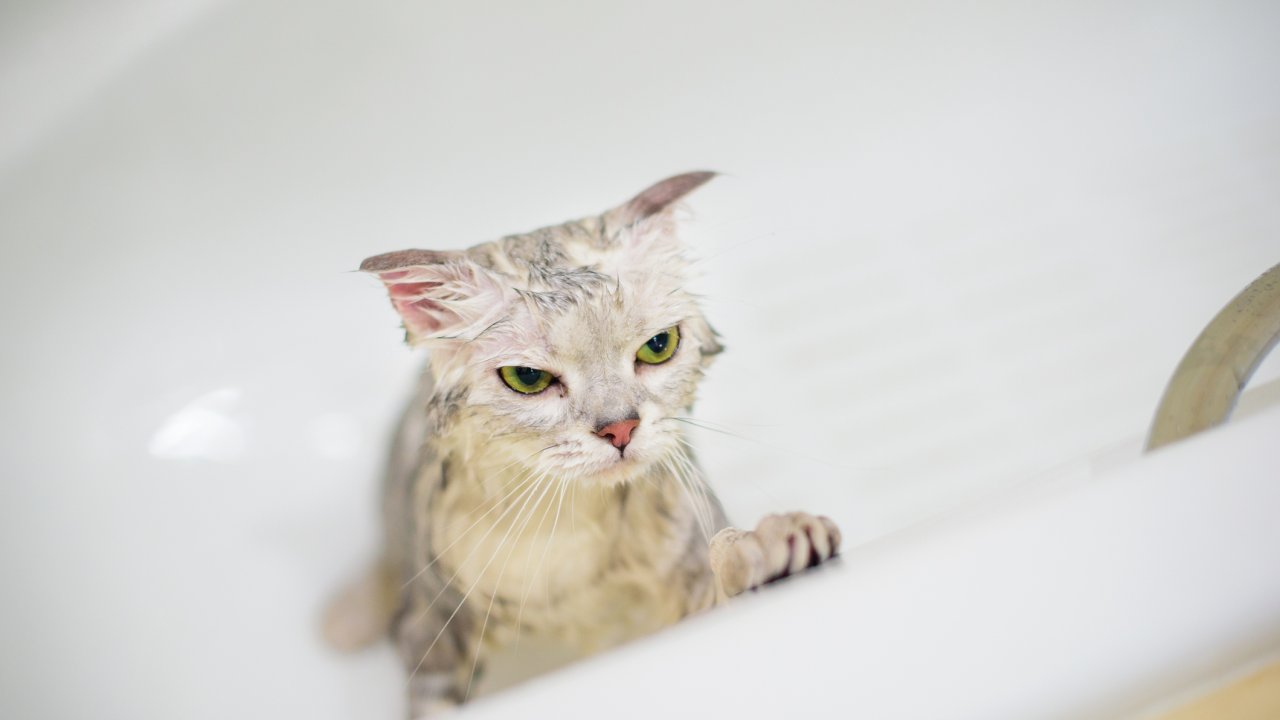gato-pode-tomar-banho