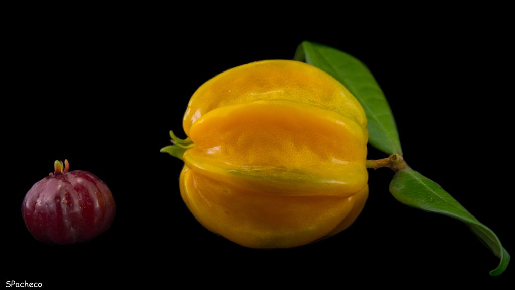 Pitangatuba: parente da pitanga é rica em carotenoides