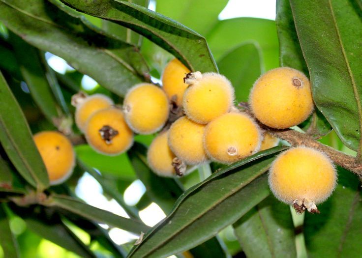 cabeludinha-jabuticaba-amarela