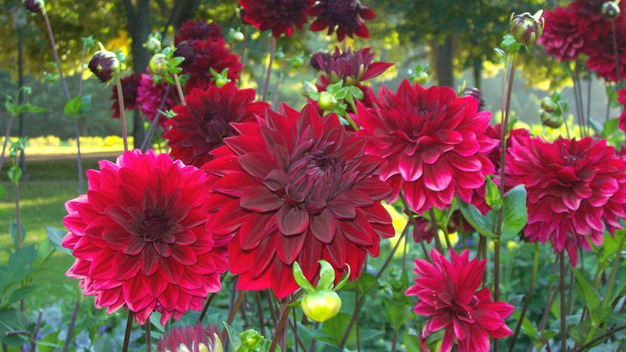 dalia-planta-flor