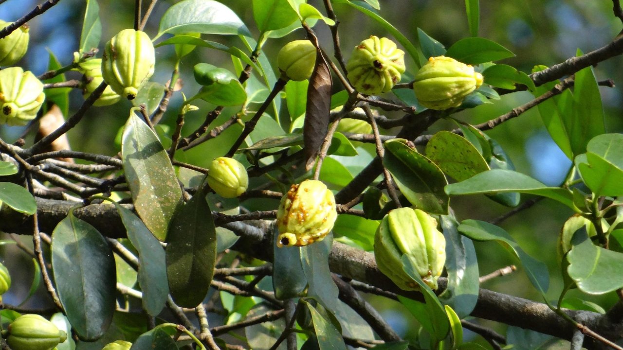 garcinia