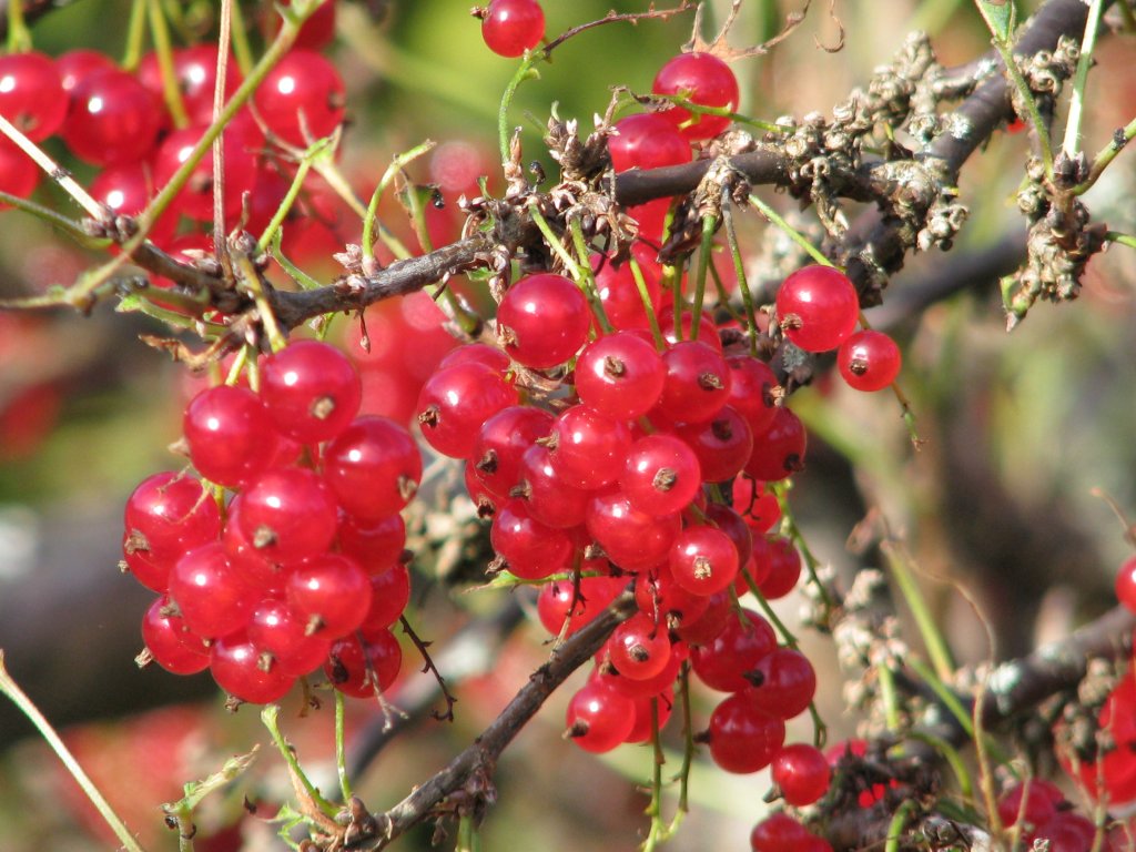 Groselha: fruta que dá origem ao xarope é rica em antioxidantes