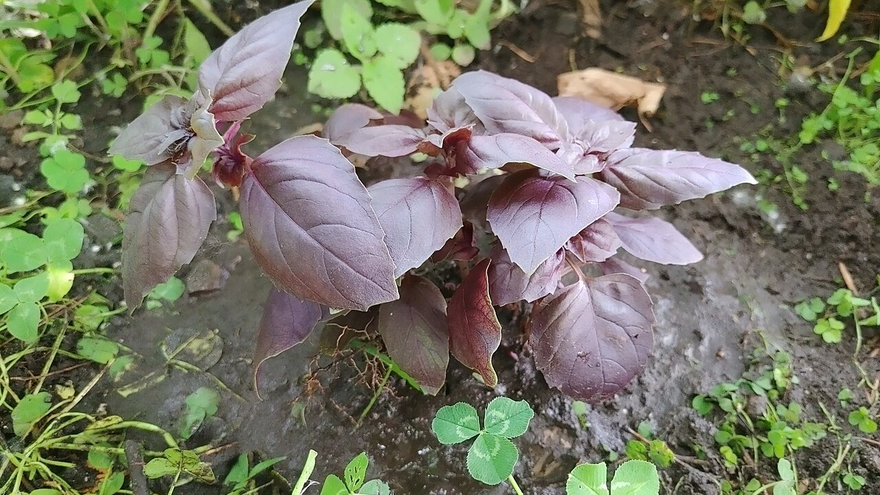 manjericao-roxo