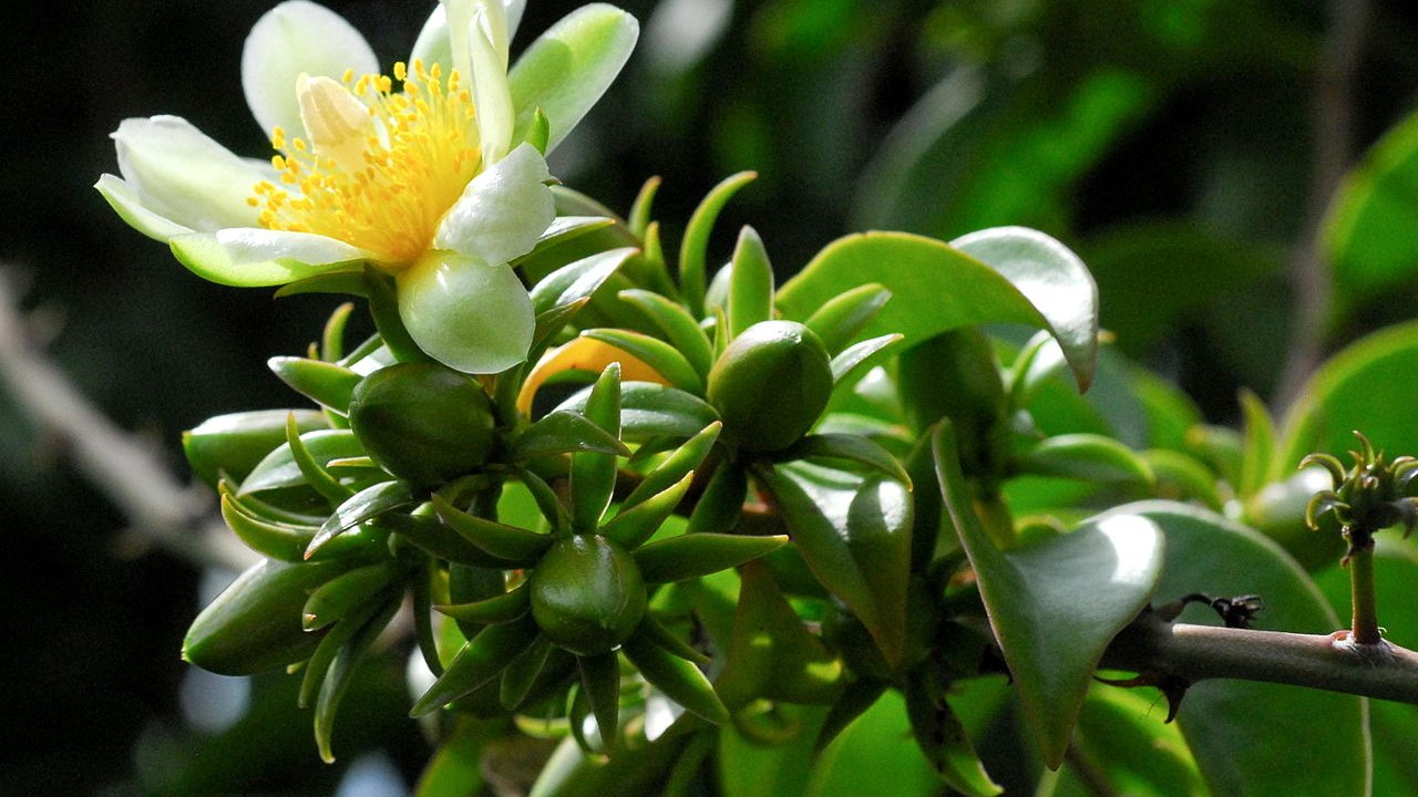 ora-pro-nobis-pereskia-aculeata