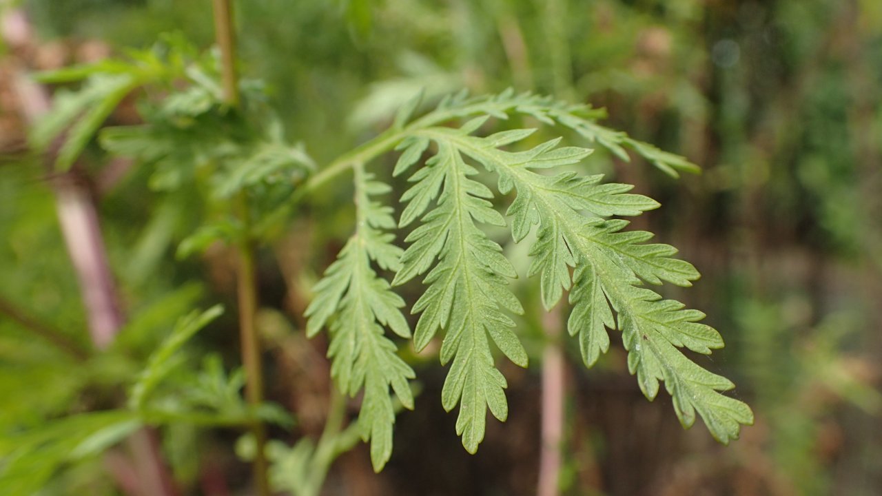 saude-alimentacao-cha-de-artemisia