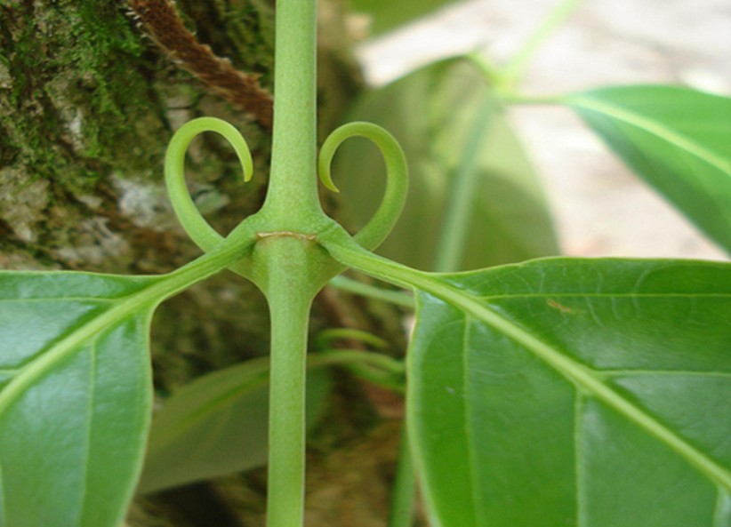 unha-de-gato-uncaria-tomentosa
