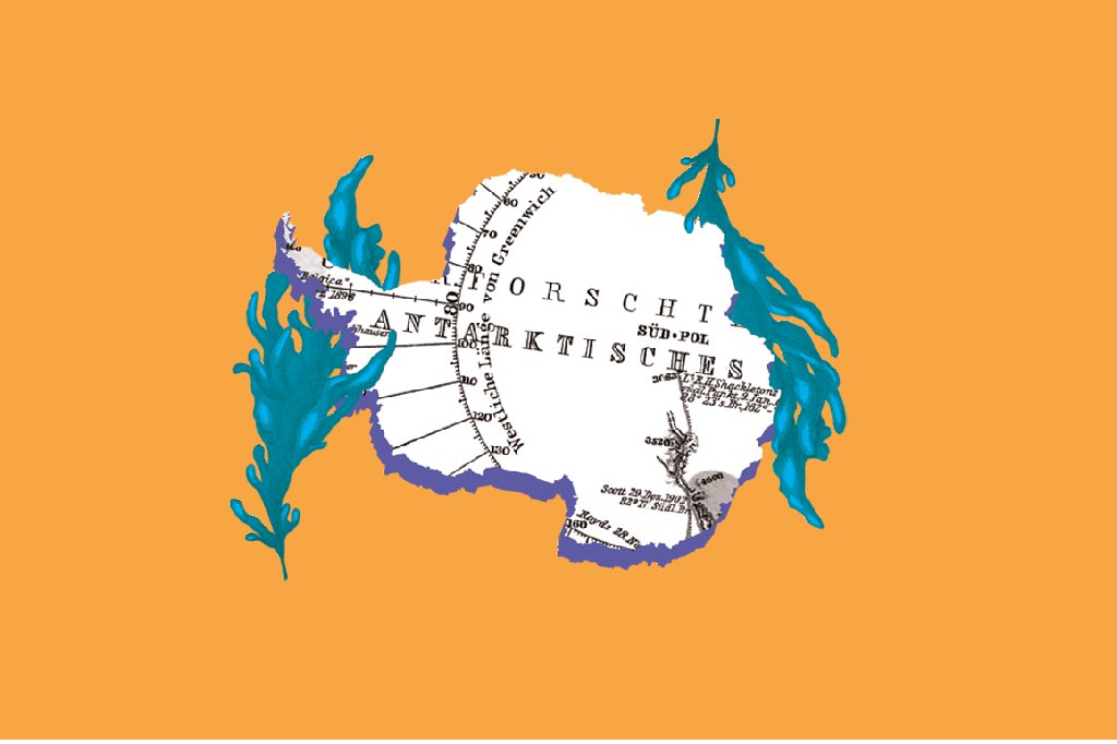 alga-medicina-antartida