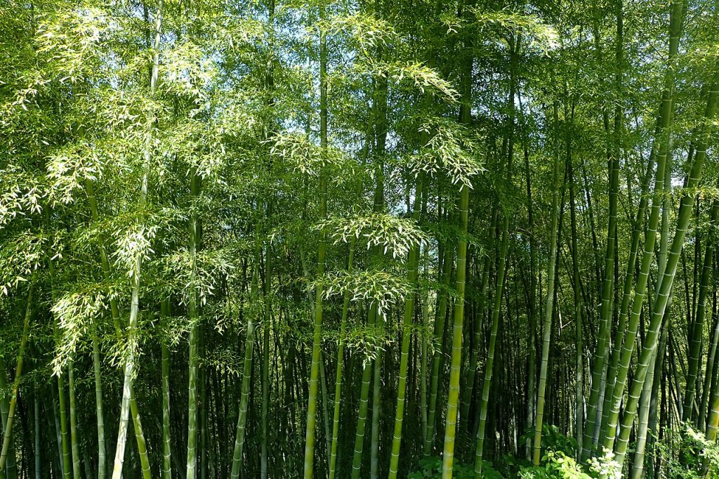 Chá de bambu: conheça benefícios da infusão rica em antioxidantes