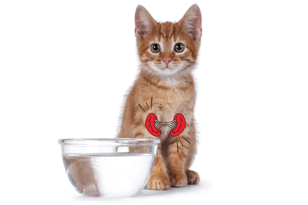 gato-rins-agua