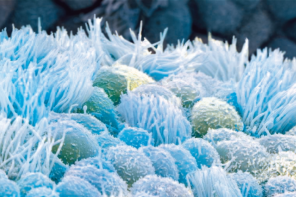 Zoom: o berço está pronto