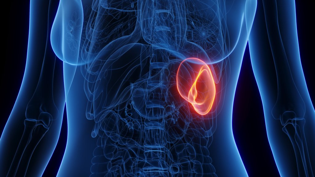 Com vocês, o baço: por que deveríamos valorizar mais este órgão esquecido