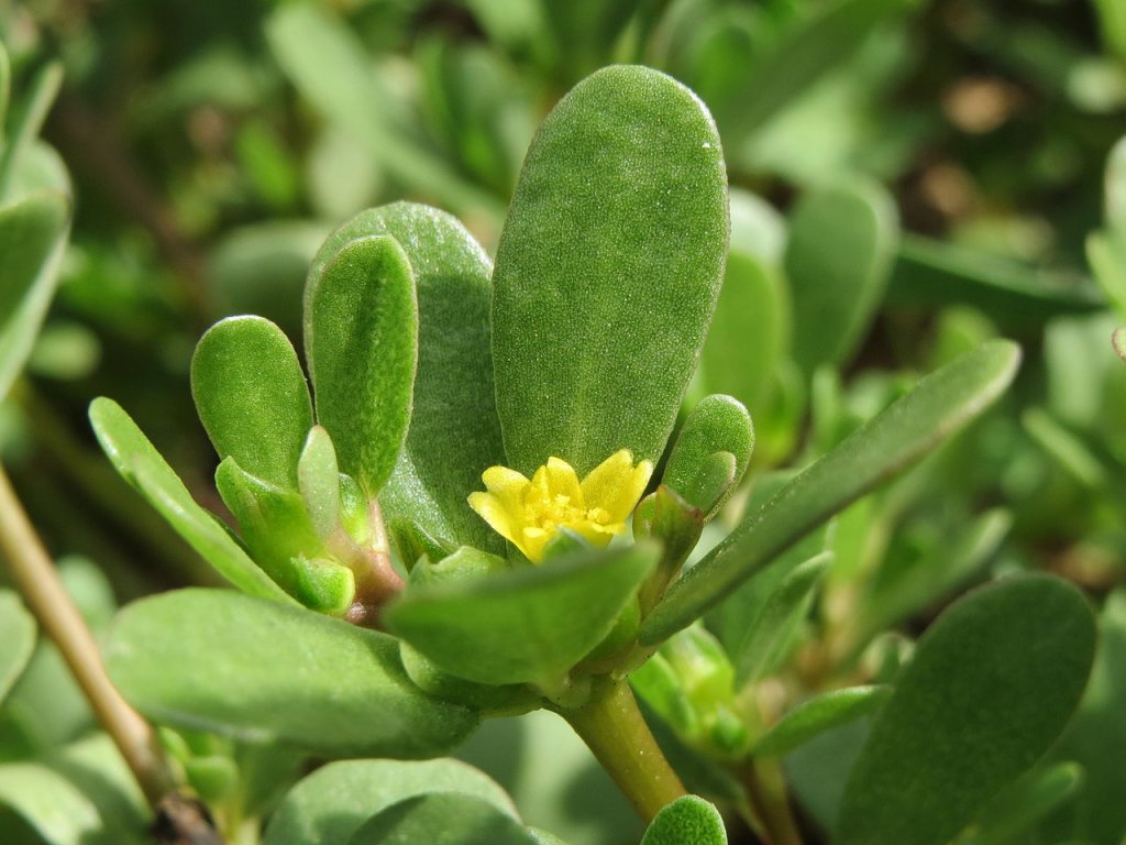 Beldroega: conheça a planta e seus benefícios à saúde