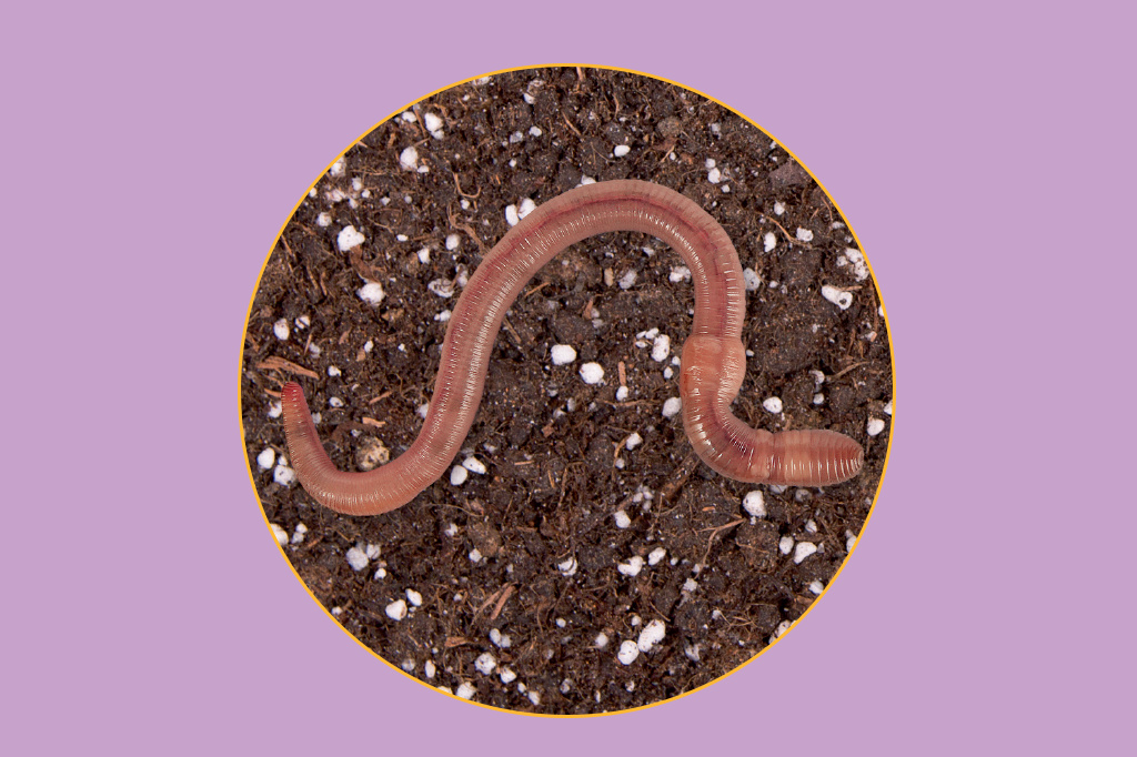 livro-minhoca-carles-darwin