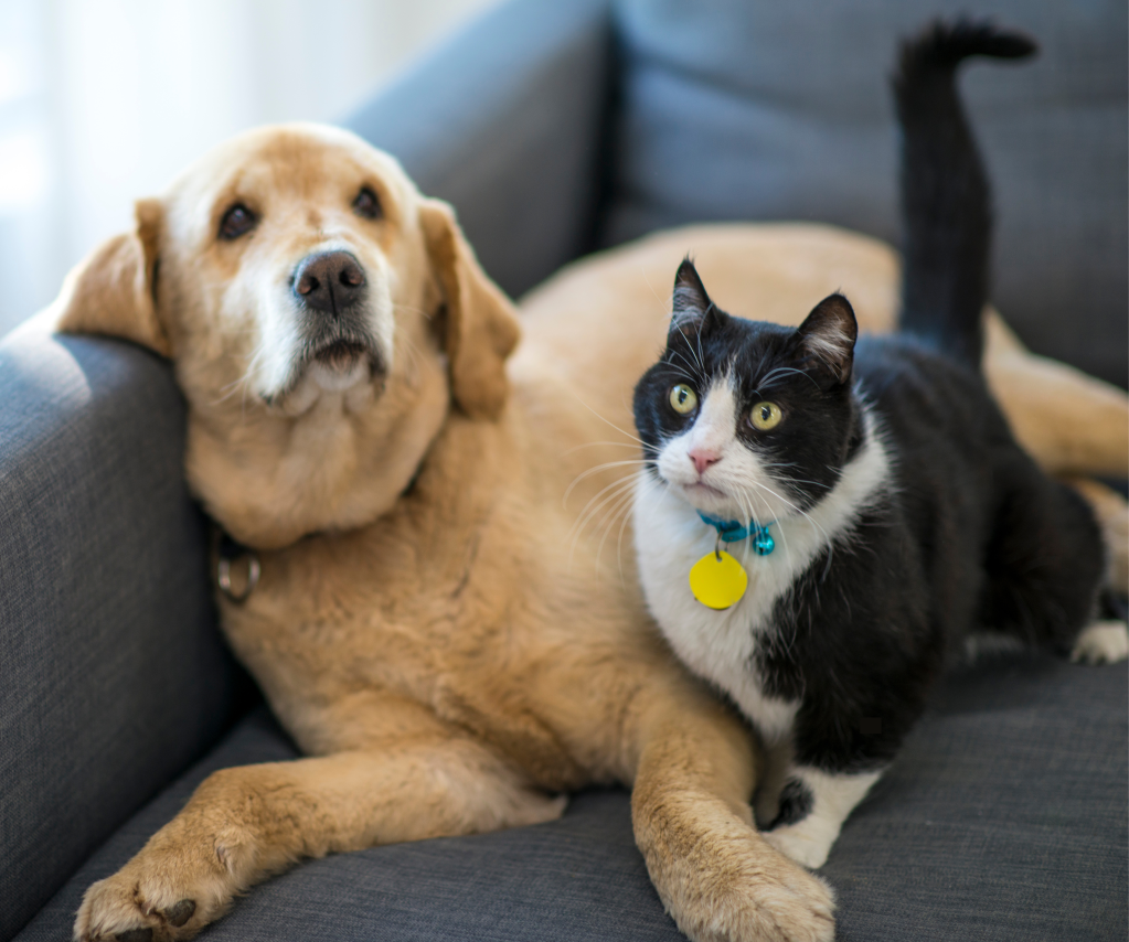 Inimigos invisíveis: os perigos dos parasitas em cães e gatos