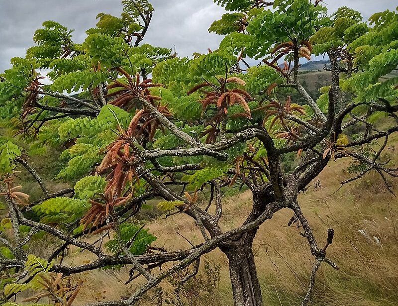 Chá de lixeira é bom para cicatrização e saúde do fígado?