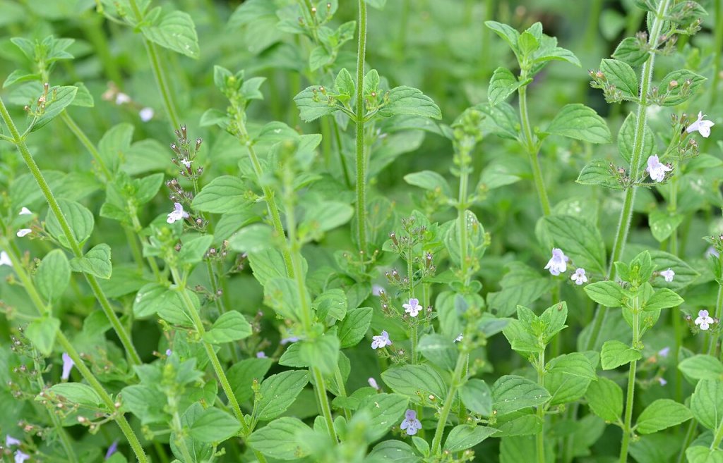 Chá de nêveda: quais os benefícios e os cuidados com a planta