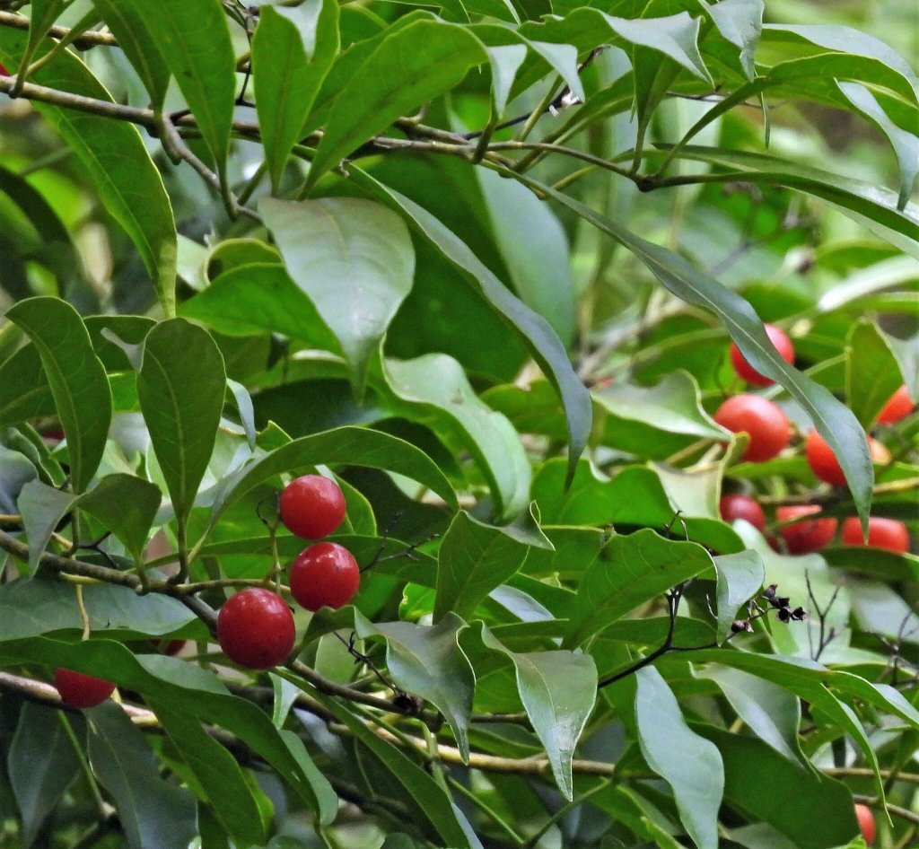 Chá de porangaba: quais os benefícios e cuidados ao consumir