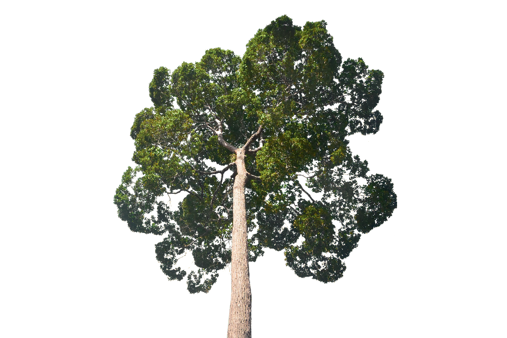 Milhões de espécies vivem na copa das árvores amazônicas