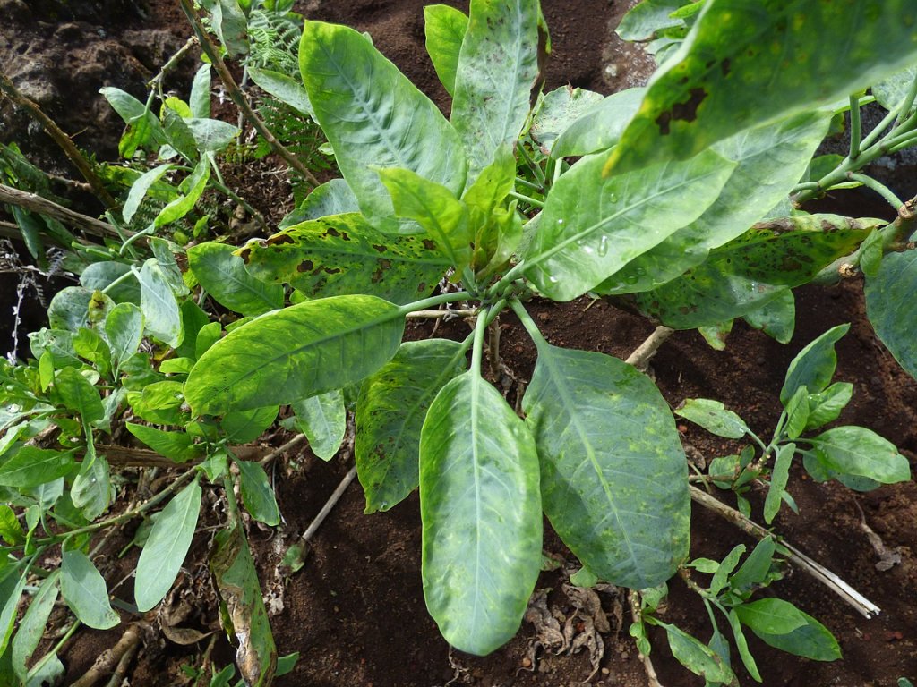 “Falsa couve”: conheça os riscos da planta que levou 4 pessoas ao hospital em MG
