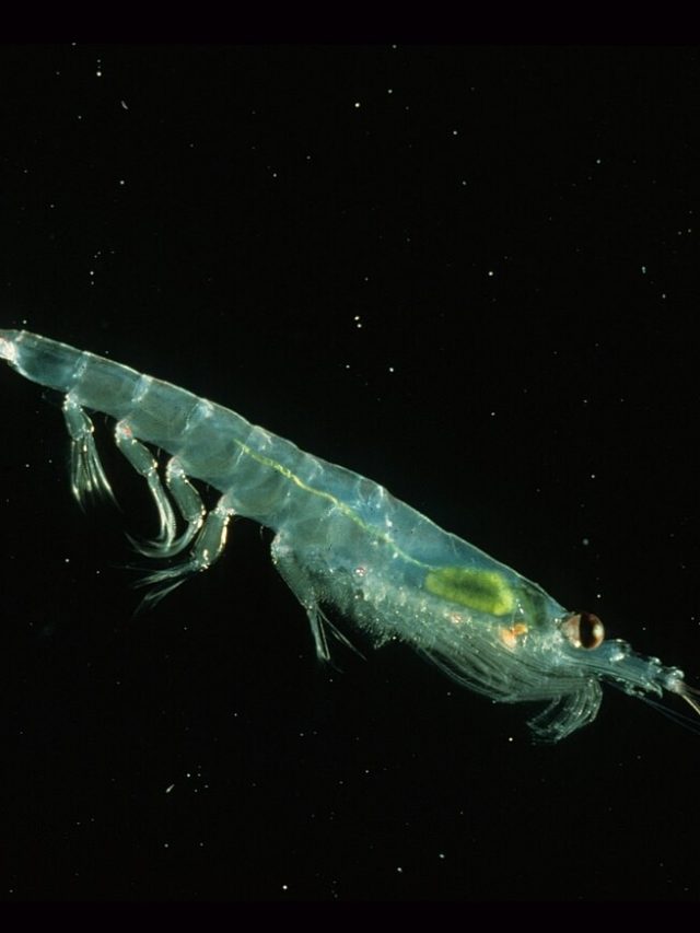 Óleo de krill: conheça os benefícios para a saúde
