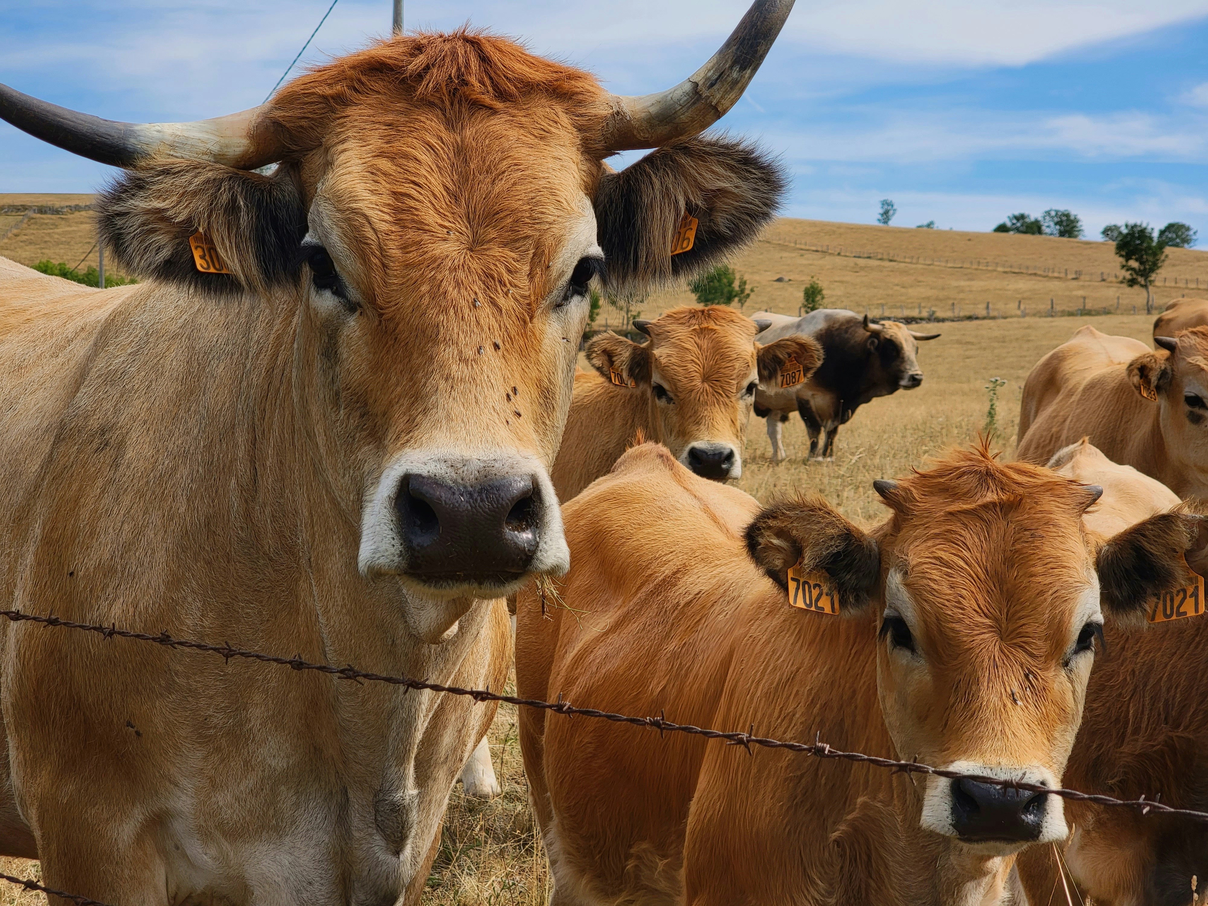 Várias vacas de pelagem marrom-clara e chifres curvos, algumas com brincos numerados, observam através de uma cerca de arame farpado em um pasto seco sob céu azul com nuvens esparsas